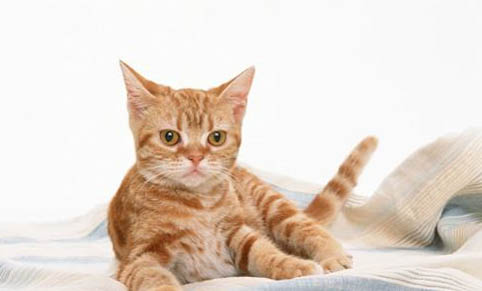 请问猫咪呕吐的原因及处理方法?