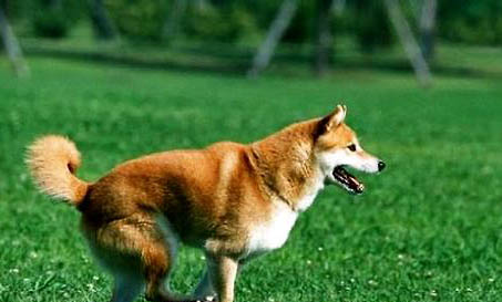 柴犬和秋田犬会掉毛吗