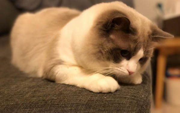 小猫咪老叫唤的原因及处理方法