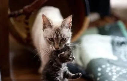 母猫闹猫要闹几天怎么缓解