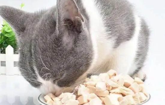 猫得猫瘟能活多久