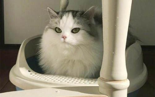小猫咪可以吃什么食物?