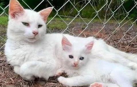 怎么判断母猫己生产完