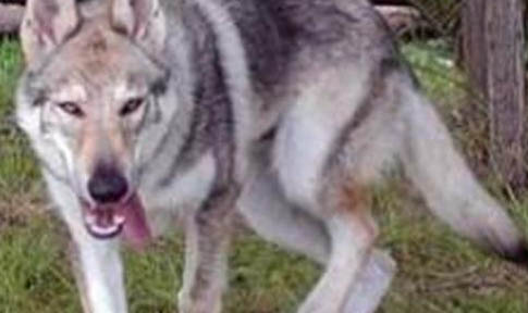 苏俄猎狼犬多大产仔