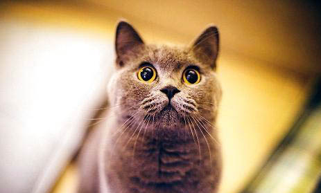 宠物猫哪里有卖