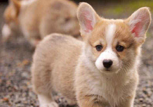 威尔士梗犬的优缺点