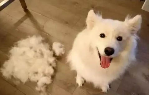 狗狗感染狂犬病毒的潜伏期是多久