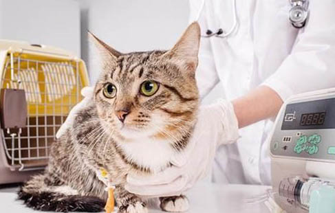请问猫咪呕吐的原因及处理方法?