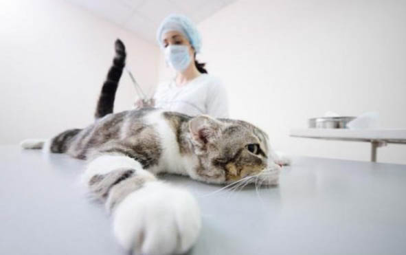 小猫不吃奶怎么办