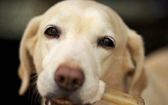 幼犬几个月换成犬粮