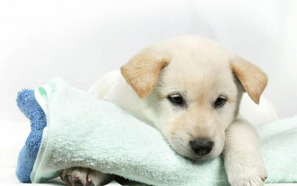 犬瘟多少天算撑过去了呢