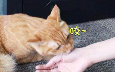10几天的小猫眼睛被眼屎粘住了是怎么回事