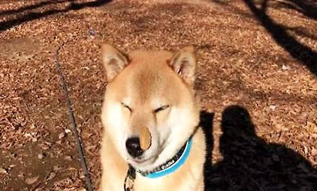 鄂州哪里有柴犬卖