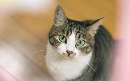 猫呼哧呼哧的好像要吐