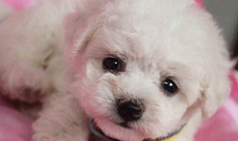 如何防止幼犬舔手?