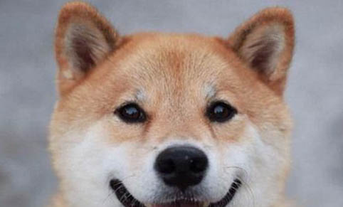 如何鉴别日本柴犬及秋田犬