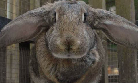 兔子可以用眼睛分公母吗？