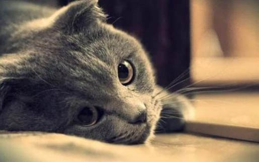 两个月小猫嗓子哑了