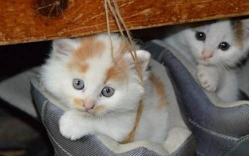 小猫只吃肉不吃猫粮怎么纠正