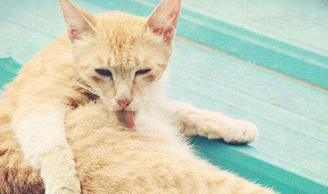 猫得了黄疸，腹积水该用什么药物治疗?