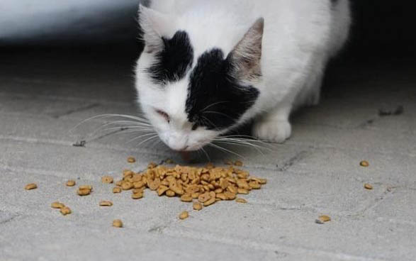 猫妈妈会怎么处理死掉的小猫