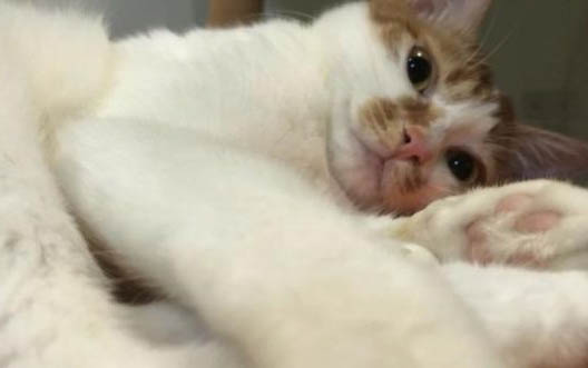 猫咪总是流眼泪是怎么回事