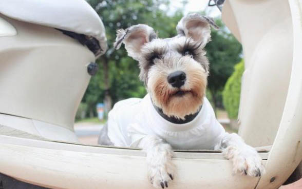 幼犬犬瘟后期几天之后死亡