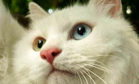 猫咪嘴巴腥臭是什么原因