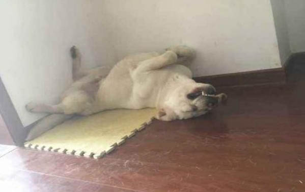 拉布拉多生小狗过程
