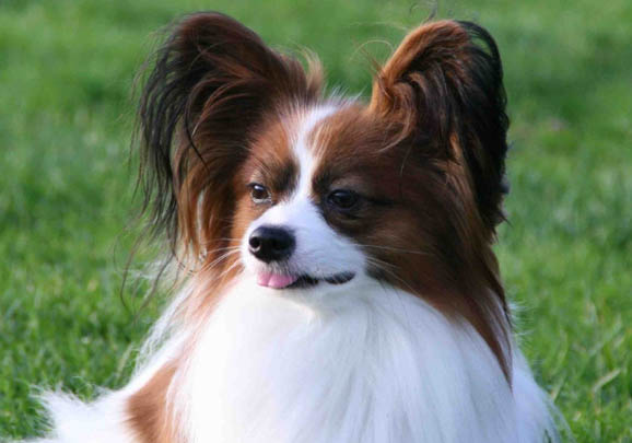 蝴蝶犬最多能长多大