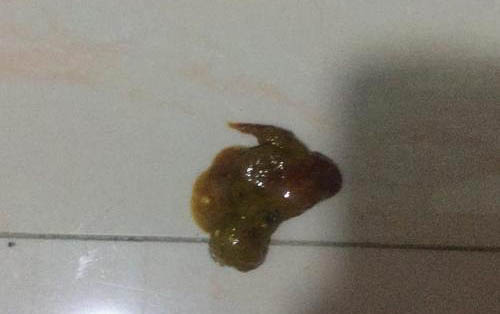 小狗一般能活多久