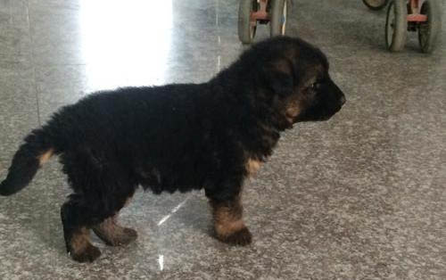 狗狗驱虫药哪个牌子好
