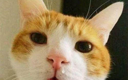 猫咪得了胰腺炎后不容易饿的原因以及处理方法
