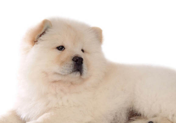 松狮为什么只和松狮玩