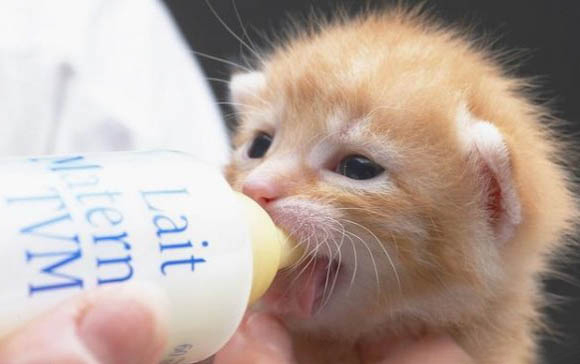 小猫感冒了能自愈吗?
