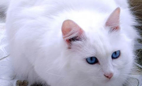 山东狮子猫嘴巴臭的原因及处理方法