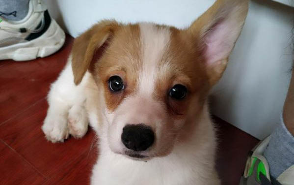 一般幼犬多久打疫苗和驱虫药