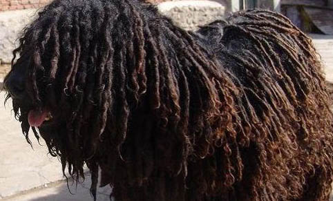 纽波利顿犬性格怎么样啊