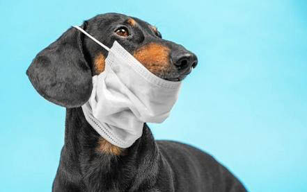 狗狗会被感染细小病毒吗?