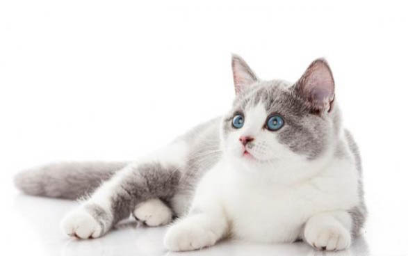 猫肾炎的治疗药物有哪些