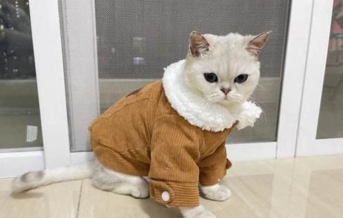 猫咪吐黄水有泡沫粘液吃什么药