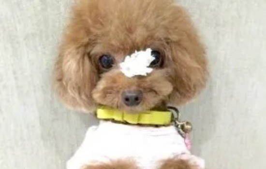 贵宾犬和雪纳瑞哪个好养