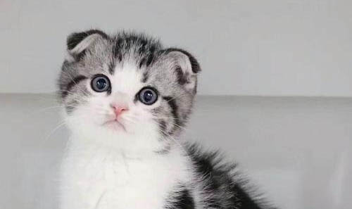 为什么说养折耳猫很残忍
