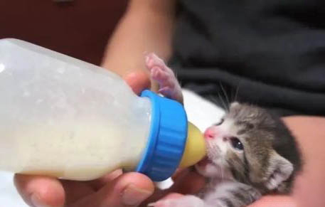 奶猫一天多次排尿