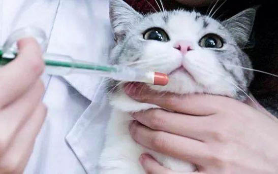 治疗猫病毒性口炎