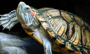 巴西龟最大能长多大？