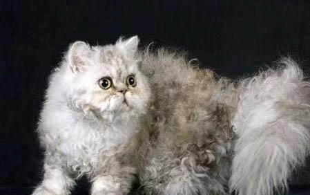小猫鼻子老是有黑鼻屎是咋回事