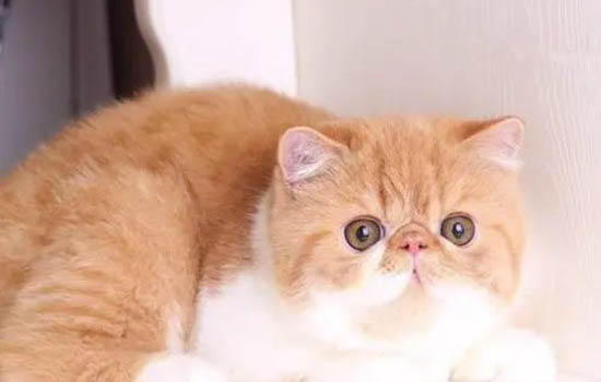 正规免费领养宠物猫的途径有哪些