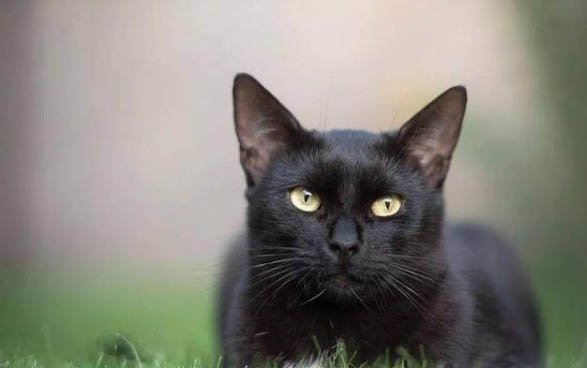 黑猫品种有哪些
