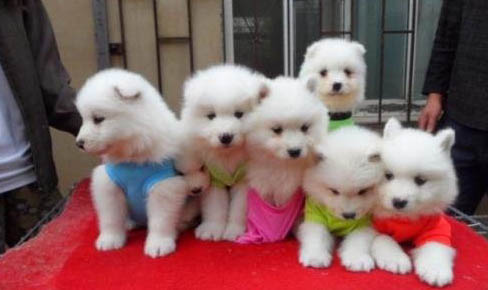 小萨摩耶犬价格